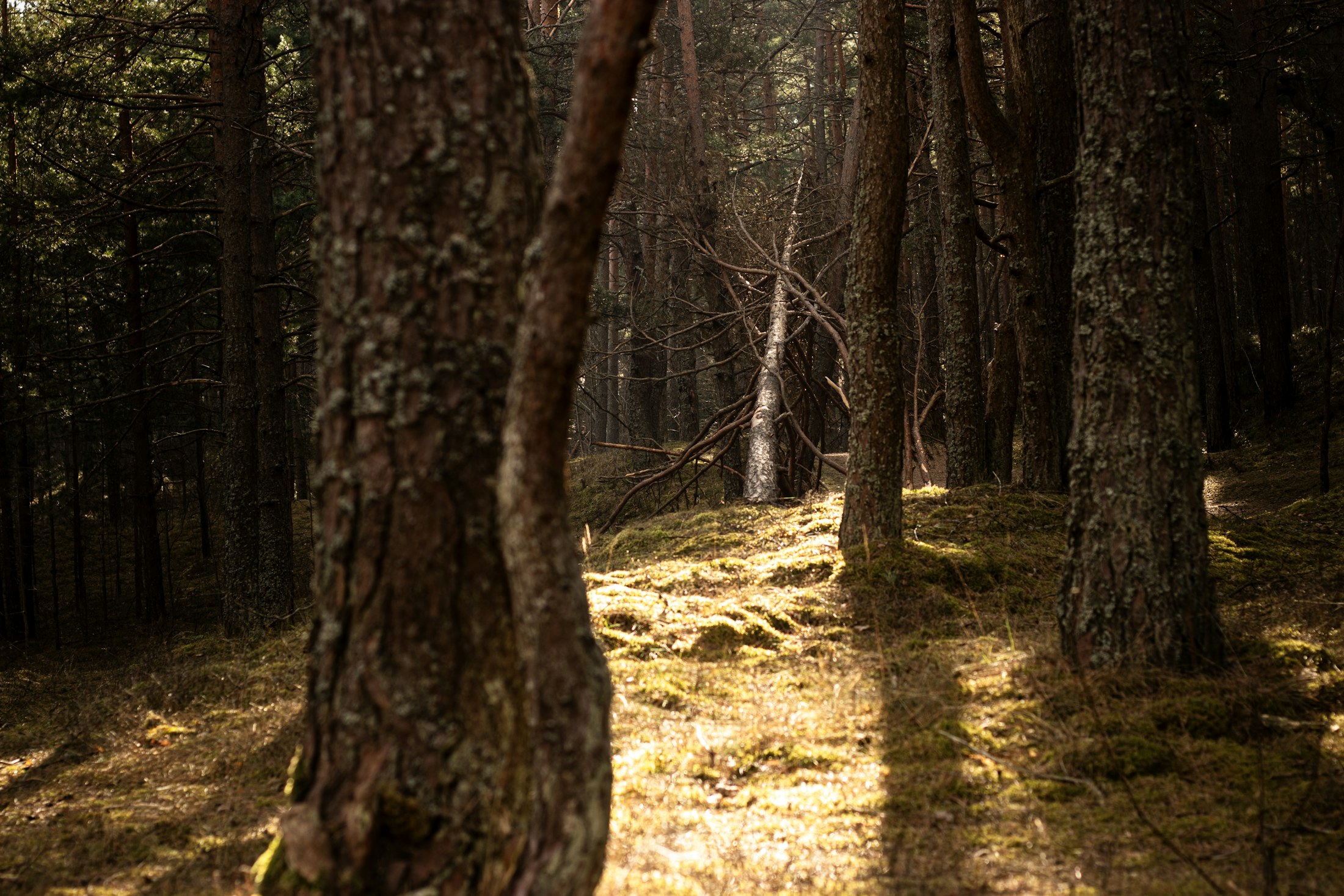 A peaceful path through a green forest